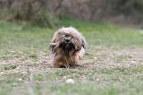 LHASSA APSO 090